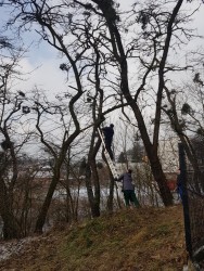 Wycinka drzew 2018r. - zdjecie 6