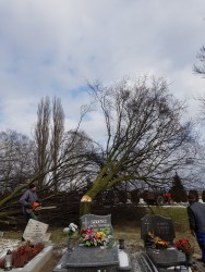 Wycinka drzew 2018r. - zdjecie 68
