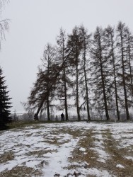 Wycinka drzew 2018r. - zdjecie 79