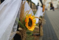 Dożynki parafialne 2025 - zdjecie 36