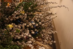 Niedziela Palmowa 2026 - zdjecie 2